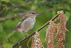 Dusky Robin